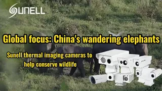 Kamery termowizyjne Sunell pomagają chronić dziką przyrodę